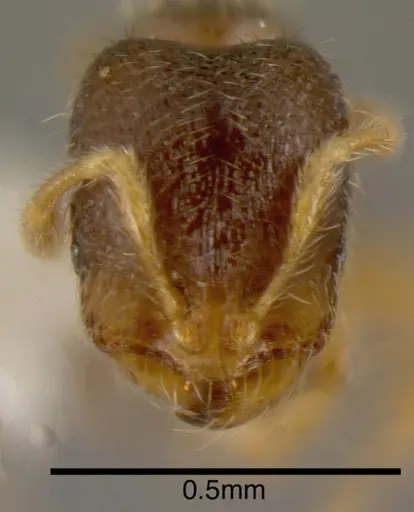 Solenopsis vinsoni specimen