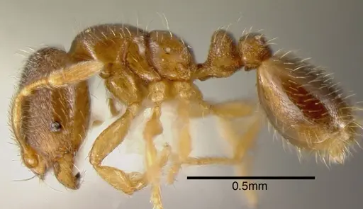 Solenopsis vinsoni specimen