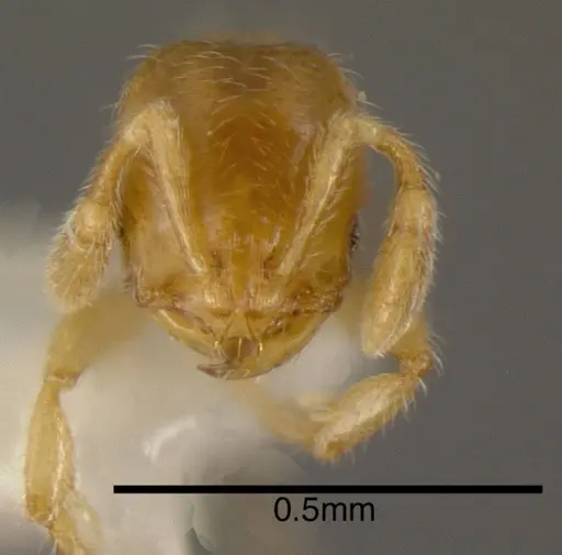 Solenopsis vinsoni - CASENT0636203