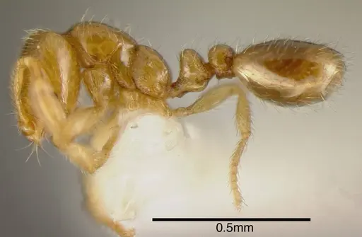 Solenopsis vinsoni - CASENT0636203