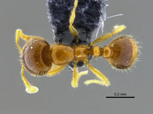 Solenopsis vinsoni - CBUMAGENT42019