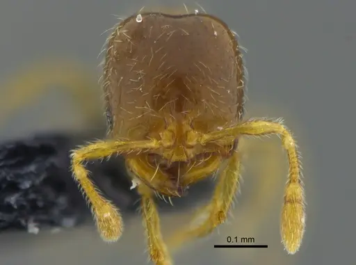 Solenopsis vinsoni - CBUMAGENT42019