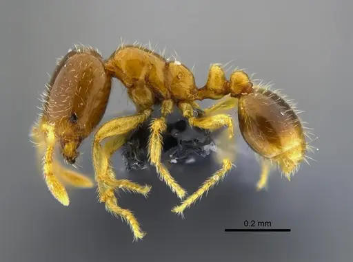 Solenopsis vinsoni - CBUMAGENT42019