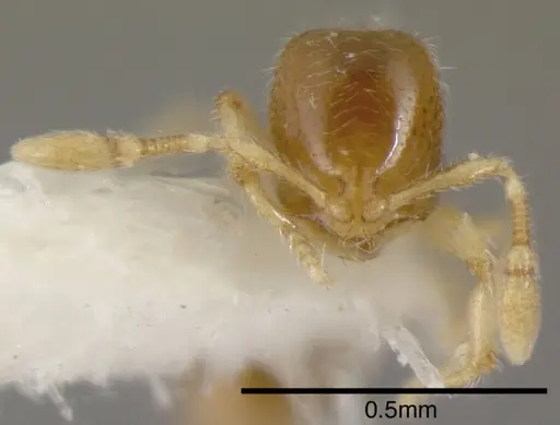 Solenopsis vinsoni - INBIOCRI002281510