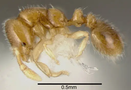 Solenopsis vinsoni - INBIOCRI002281510