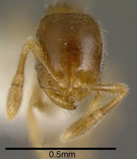 Solenopsis vinsoni - INBIOCRI002728554