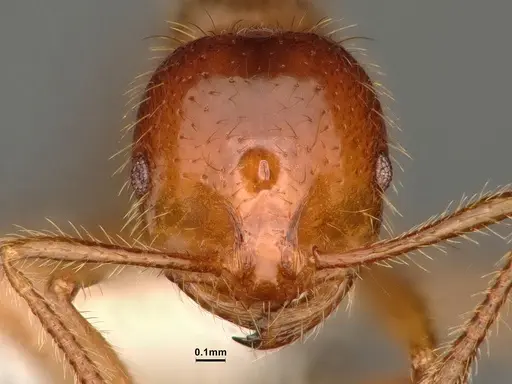 Solenopsis virulens specimen