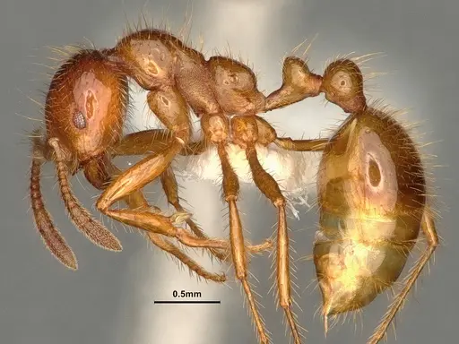 Solenopsis virulens specimen