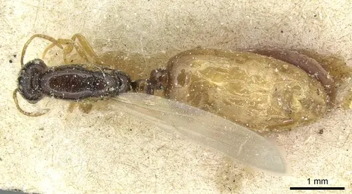 Solenopsis vorax specimen