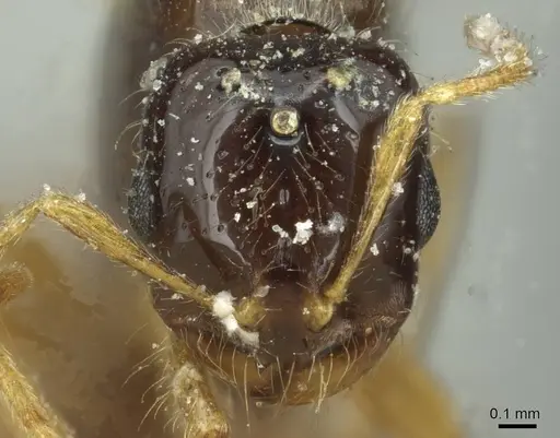 Solenopsis vorax specimen