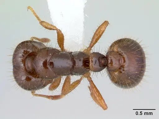 Solenopsis wasmannii specimen