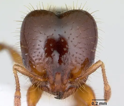 Solenopsis wasmannii specimen