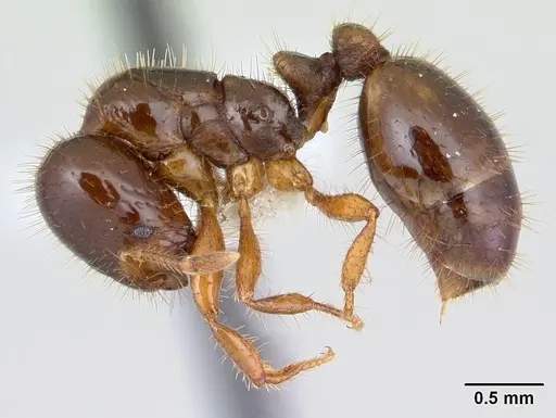 Solenopsis wasmannii specimen