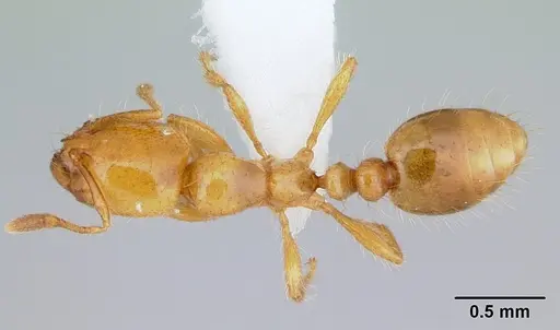 Solenopsis wasmannii - CASENT0178150