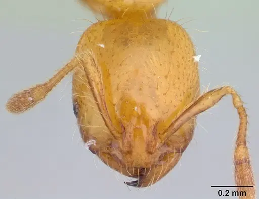 Solenopsis wasmannii - CASENT0178150