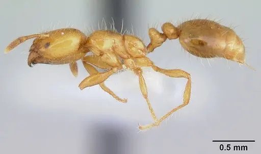 Solenopsis wasmannii - CASENT0178150