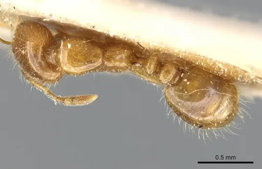 Solenopsis wasmannii - CASENT0905759