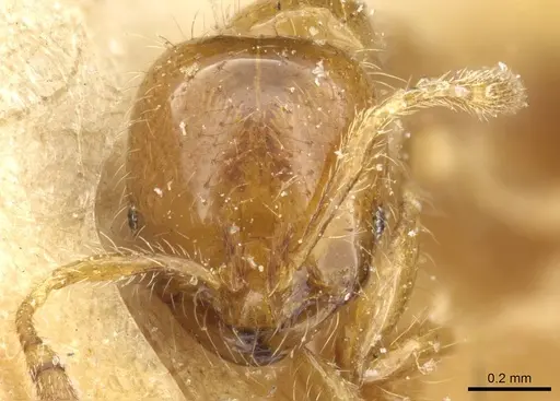 Solenopsis wasmannii - CASENT0905759