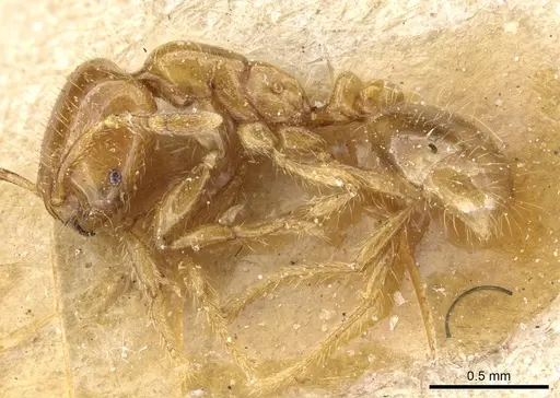 Solenopsis wasmannii - CASENT0905759