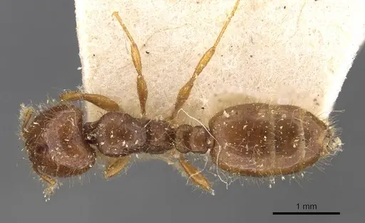 Solenopsis wasmannii - CASENT0908805