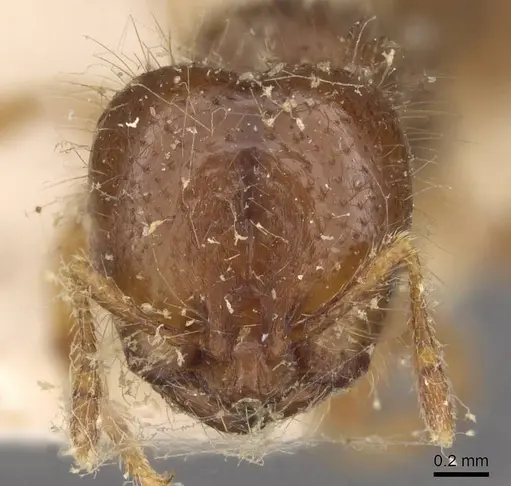 Solenopsis wasmannii - CASENT0908805