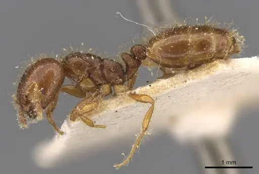 Solenopsis wasmannii - CASENT0908805