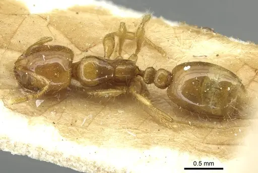 Solenopsis wasmannii - CASENT0913950