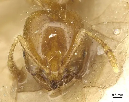 Solenopsis wasmannii - CASENT0913950