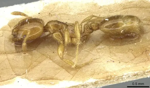 Solenopsis wasmannii - CASENT0913950