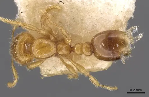 Solenopsis westwoodi specimen