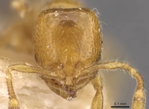 Solenopsis westwoodi specimen