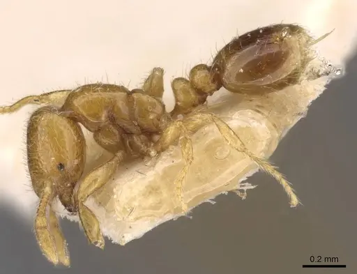 Solenopsis westwoodi specimen