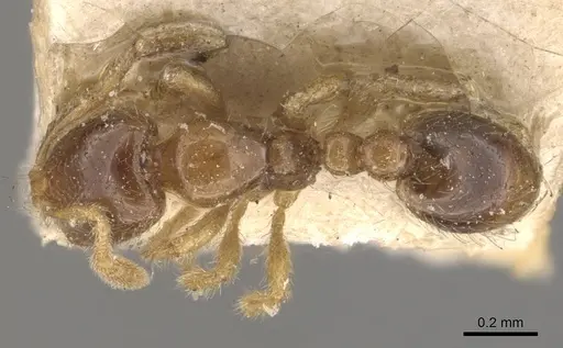 Solenopsis westwoodi - CASENT0908859