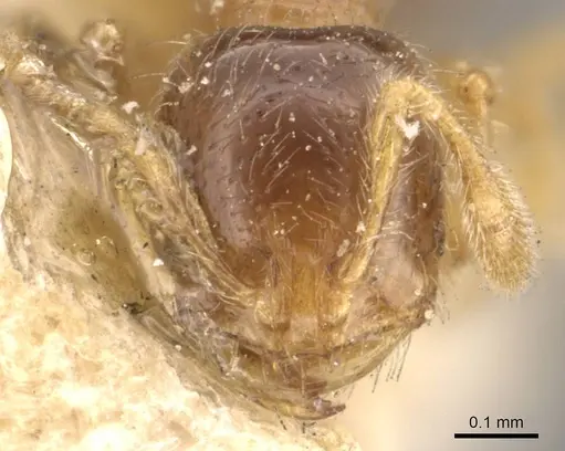 Solenopsis westwoodi - CASENT0908859