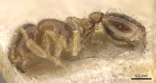 Solenopsis westwoodi - CASENT0908859