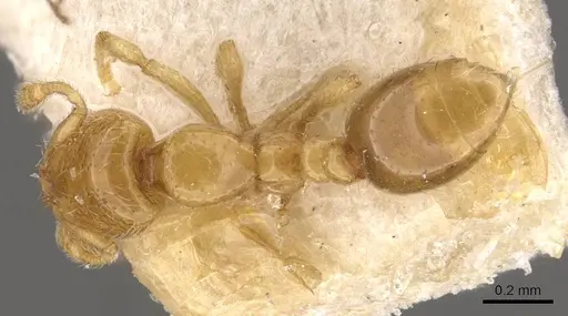 Solenopsis westwoodi - CASENT0908860