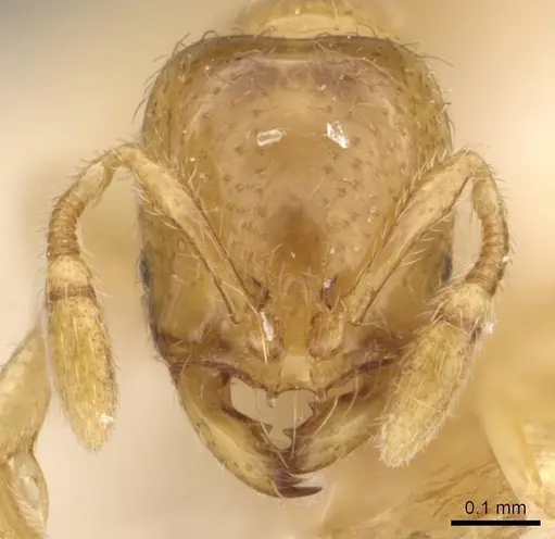 Solenopsis westwoodi - CASENT0908860