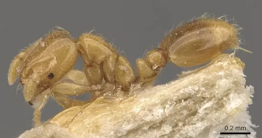 Solenopsis westwoodi - CASENT0908860