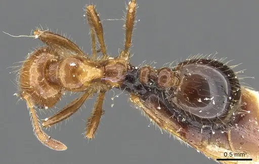 Solenopsis weyrauchi specimen