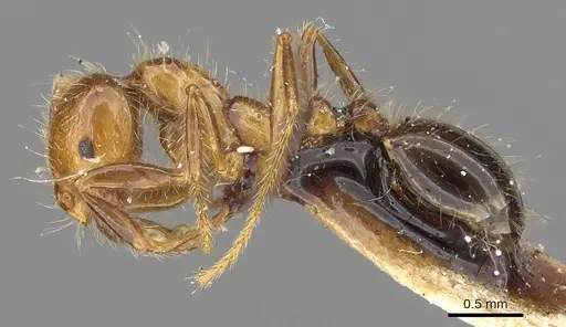 Solenopsis weyrauchi specimen