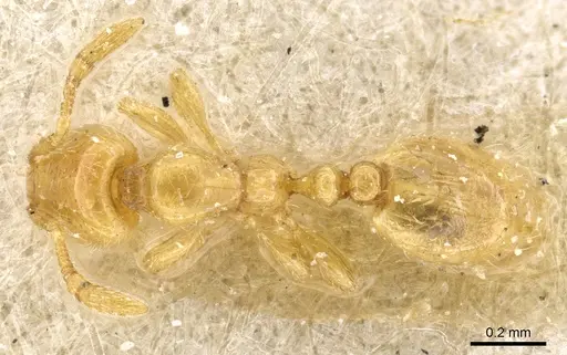 Solenopsis wolfi specimen