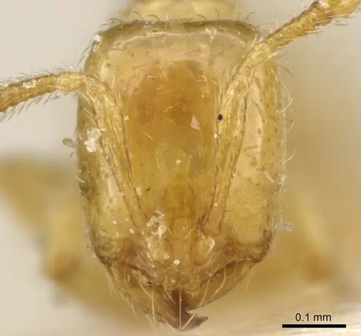 Solenopsis wolfi specimen