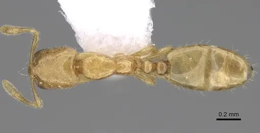 Solenopsis wolfi - CASENT0914244