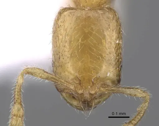 Solenopsis wolfi - CASENT0914244