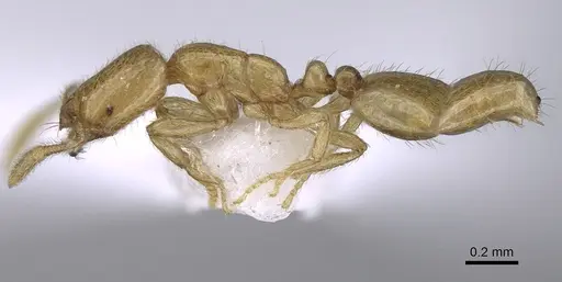 Solenopsis wolfi - CASENT0914244