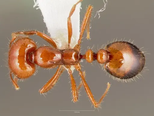 Solenopsis xyloni specimen