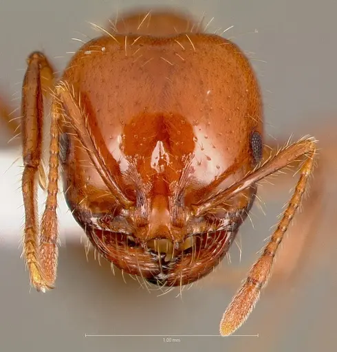 Solenopsis xyloni specimen