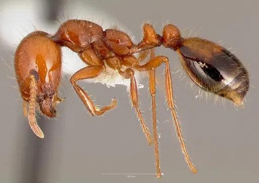 Solenopsis xyloni specimen