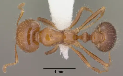Solenopsis xyloni - CASENT0102900