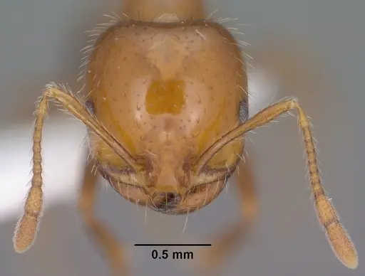 Solenopsis xyloni - CASENT0102900
